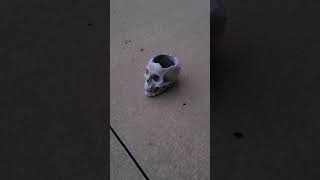 Timelapse video of Eclipse in Ohio of Skull Planter in Driveway neighbors freak out during totality