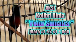 Konin Pelor Sumatra Juara 1 2 1 + BoB di acara anniversary Dpc RI Sekayu