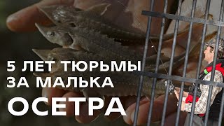 5 ЛЕТ ТЮРЬМЫ ЗА 96-ГРАММОВОГО МАЛЬКА ОСЕТРА