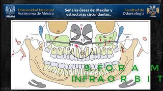 Panorámica Estructuras óseas del Maxilar.