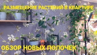 Размещение растений в квартире🏩 Показываю новые полочки💚🌹🪴🍃Наконец-то все готово!😊