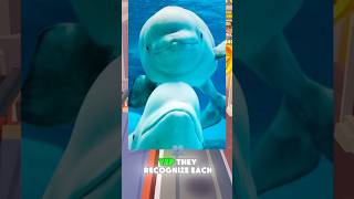 Crazy Facts About Dolphins 🐬😧That Will Blow Your Mind | Thrill Zone