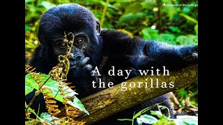 A day in the life of mountain gorillas (BREATH TAKING) in volcanoes national park Rwanda gorilla