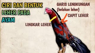 CIRI-CIRI DAN BENTUK LEHER PADA AYAM BANGKOK