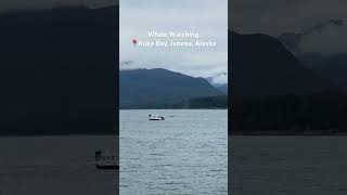 🐋 🐳 🐋 I am obsessed with spotting wildlife here in Alaska! Auke Bay in Juneau is a reliable spot.