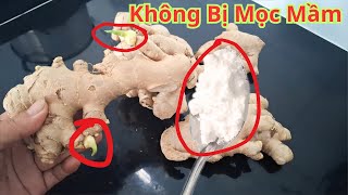 Gừng Mua Về Làm Ngay Cách Này Sẽ Không Bị Mọc Mầm. Mẹo Bảo Quản Gừng Vài Tháng Không Hư Hay Mọc Mầm