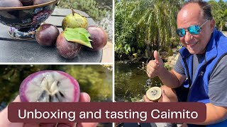 Unboxing and Tasting Caimito aka Star ￼Apple Tropical fruit