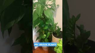 #indoorplants #indoorplant #indoor #plants