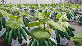 Harvesting and Processing Cucumbers | The Food Factory