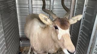 Addax herd grows at Saint Louis Zoo WildCare Park