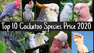 10 Most Beautiful Cockatoo Species on Planet Earth ?