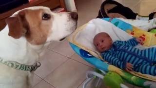 little baby and loving dog