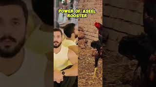 Power aseel rooster #rajab #rajabfamilyvlog #rajabfamily #rajabbutt #aseelmurga