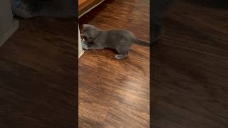 Cutest Kitten #shorts #shortvideo #viral #shortsviral #shortsfeed  #cat #catlover #kitten  #funny