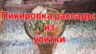 Пикировка рассады из улитки