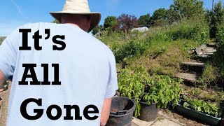 Its all gone | Allotments For Fun and Food