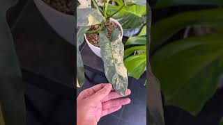 Philodendron Series - Philodendron Variegated Hastatum Silver Sword I PlantFactory