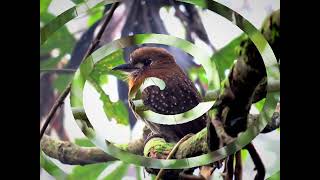 Moustached Puffbird: The Masked Watchers of Forest Canopies