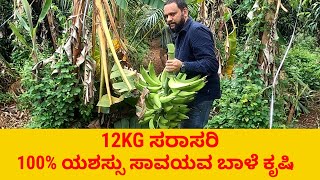 12 ಕೆಜಿ ಸರಾಸರಿ  ಇಳುವರಿ ನೇಂದ್ರ ಬಾಳೆಯಲ್ಲಿ