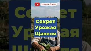 Секрет Огромного Урожая ЩАВЕЛЯ! #щавель #овощи #сад #огород #садовник #агроном #рецепт #дача