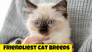 The Friendliest Cat Breeds Are Right Here!