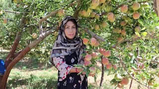 عزیزان دل تشکر از یکایک شومو که بیننده ما استین عزیزان جایشیم خالی رافته بودیم ده باغ 🍎 🍏 🤝🙏🏻