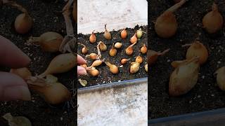 Learning as I grow first onion sets