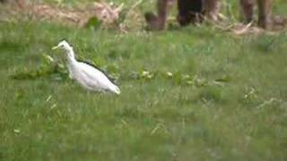 Cattle Egret