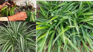 spider plant care ||easiest way to propagation of spider plant for beginners