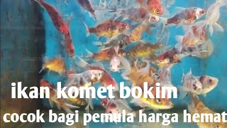 ikan komet bokim cocok untuk pemula harga murah