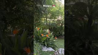 Monaco 🇲🇨 #shortvideo#travel#monaco