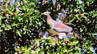 New Zealand Pigeon, impressive red-orange beak, inherits divine nature in the visible world