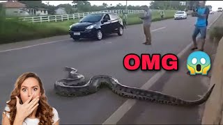 ट्रैफ़िक रुक जाता है जब Giant Anaconda Crosses Road in Brazil in hindi | Hindi Information