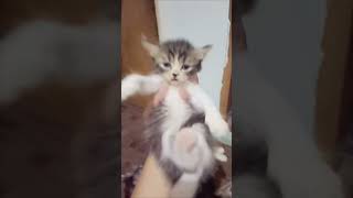 Popipo Baby Kitten #popipo  #kitten #cat #cutecat #cute #shorts