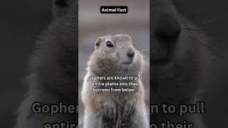 Animal Fact👀😁🤩#gopher #daily #shorts