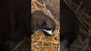 Cachorros recién nacidos (de dos días) dormidos, después de haber mamado de su madre.