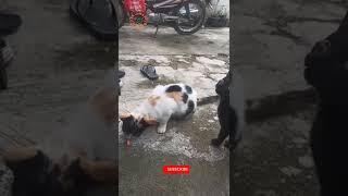 kucing lucu hitam pasrah