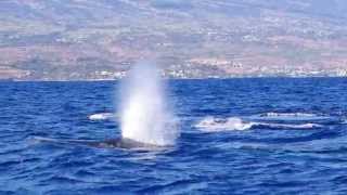 Quand 3 baleines apparaissent à côté de notre bateau.Merci.