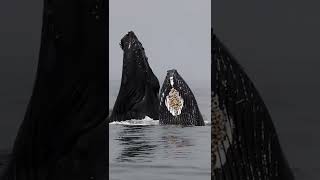 A pair of  humpback  whale 🐋🐋🐳🐳