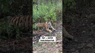 Tiger 🐅 Spotted in Kanha National Park Cuddling and Playing #tiger #tiger #wildlife #junglesafari