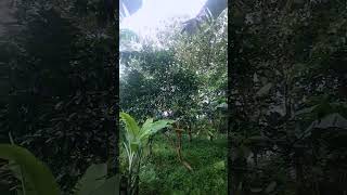 NEKAT!! BUAH MANGGA TUMHUH DI HUTAN JATI! NAHLO #short #shorts #shortsvideo