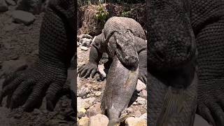 daaaaaamn... komodo dragon swallowing huge fish......