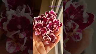 Зовите меня Королевой SON-YA, MIKI, YAPHON бабочка пелорик чёрный бриллиант #shorts #orchid #sonya