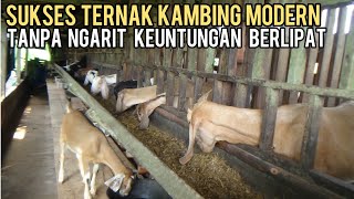 Sukses Ternak Kambing Modern,  Terbukti Menguntungkan dan Tanpa Ngarit