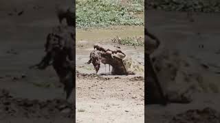 crocodile eats small deer