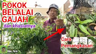 POKOK BELALAI GAJAH & KHASIAT |Pemangkasan