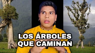 CUIDADO CON LOS ÁRBOLES QUE CAMINAN