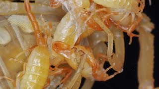 Scorpion Gives Birth To 6 Babies (What a mess!)(EXTREME close-up)