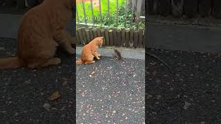 😹Cat Vs Mouse - Living on the edge🔥 #shorts #catvsrat