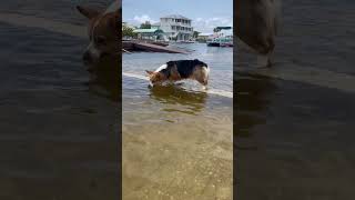 My little water dog blowing bubbles 🥹🐶🫧 #corgi